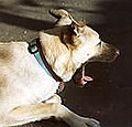 Mixed-breed dog yawning