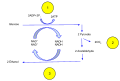 In ethanol fermentation. One glucose molecule breaks down into two pyruvates (1). The energy from this exothermic reaction is used to bind inorganic phosphates to ADP and convert NAD+ to NADH. The two pyruvates are then broken down into two Acetaldehyde and give off two CO2 as a waste product (2). The two Acetaldehydes are then converted to two ethanol by using the H+ ions from NADH; converting NADH back into NAD+ (3).