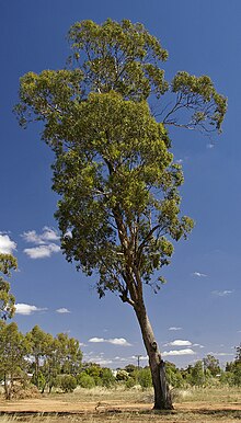 Eucalyptus melliodora 1.jpg