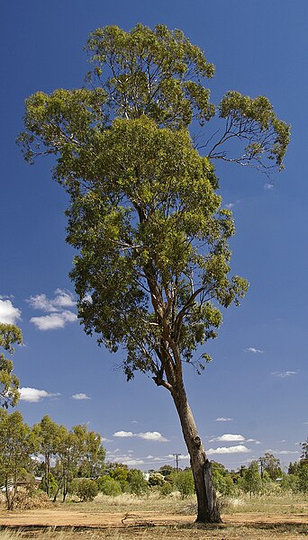 File:Eucalyptus melliodora 1.jpg