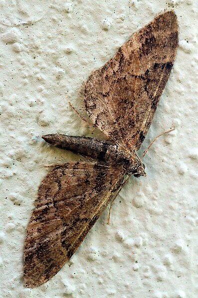 File:Eupithecia.lanceata.jpg