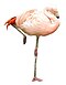 Phoenicopterus chilensis