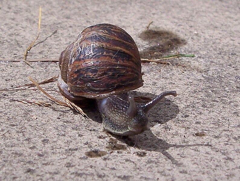 File:Gardensnail.jpg