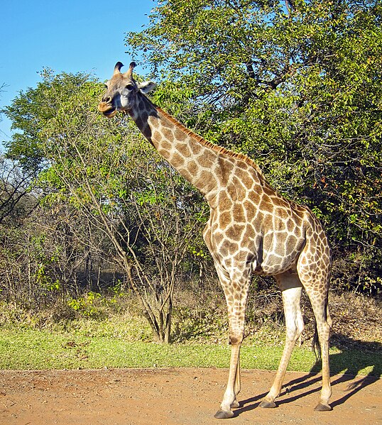 File:Giraffa camelopardalis -Zambia-8.jpg