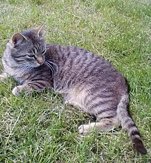 Grey tabby.jpg