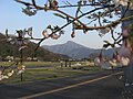 Mt. Hino during cherry blossom season