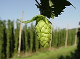 Hop cone in a Hallertau, Germany, hop yard