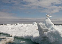 A pure white Ivory Gull looks left over an icy sea.