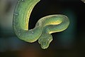 Emerald tree boa