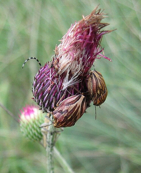 Файл:Odontotarsus purpureolineatus.JPG