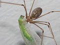 Cellar Spider with Green Lacewing