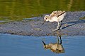 Image 8 Pied avocet juvenile Photograph: Andreas Trepte A juvenile pied avocet (Recurvirostra avosetta) near Oosterend, Texel Island, the Netherlands. While adults are black and white, juveniles of this species have more greyish and sepia tones. More selected pictures