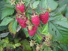 Rubus idaeus 'Brilliantovaya'.JPG