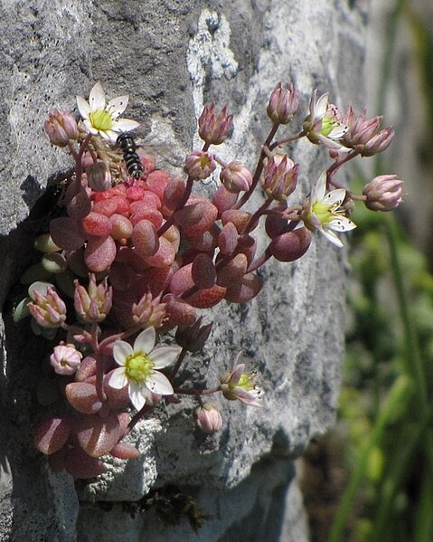 Файл:Sedum dasyphyllum PID1849-7.jpg