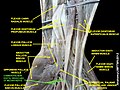 Common palmar digital branches of median nerve