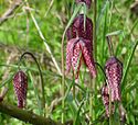 Snake's-head fritillary