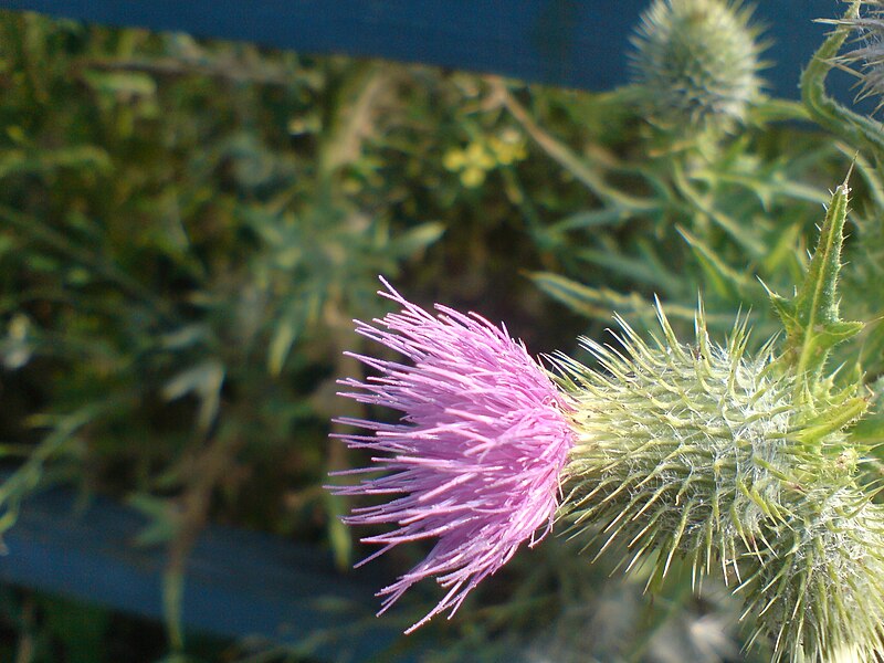 File:Thistle macro.jpg