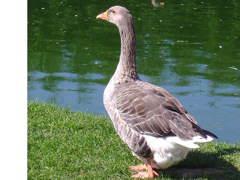 Файл:Toulouse Goose.JPG