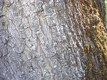 Tree bark.jpg