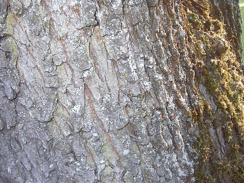 File:Tree bark.jpg