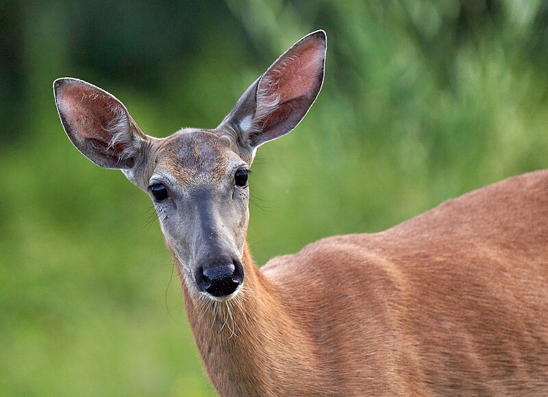 File:White-tailed Deer Doe.jpg