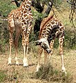 Two, week-old Masai giraffes in Serengeti, Tanzania