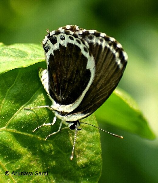 File:Aberrant-Common-Pierrot-Arnob Chakrovorty.jpg