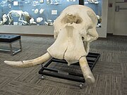 Skull of a male African bush elephant on display at the Museum of Osteology, Oklahoma City