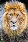 A male lion looking at the camera