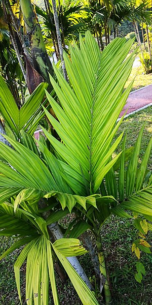 File:Areca triandra - Leaves.jpg