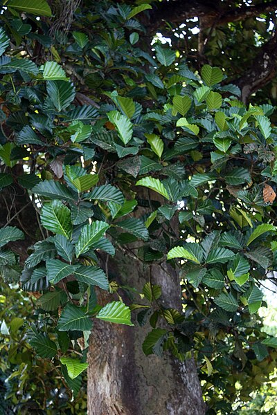 File:Artocarpus nobilis.jpg