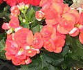 A flowering begonia