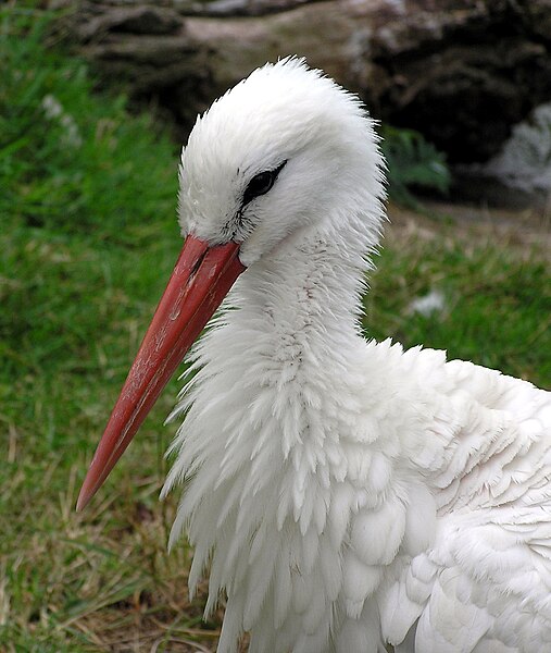 File:Bristol.zoo.white.stork.head.arp.jpg