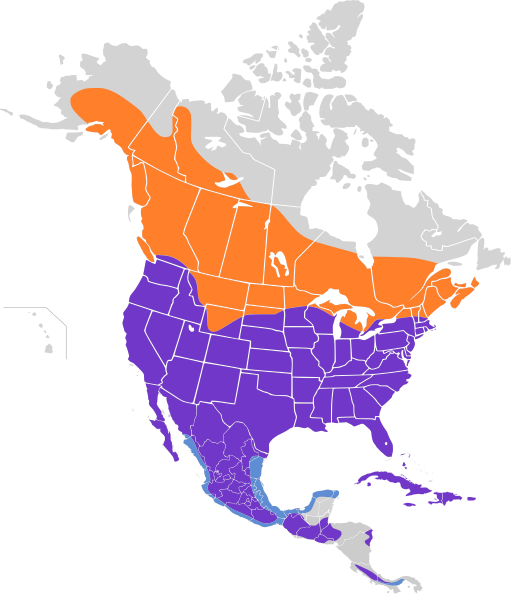 File:Buteo jamaicensis map.svg