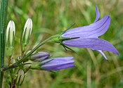 Close-up on flowers of Campanula rapunculus, lateral view