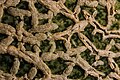 The skin of a North American Cantaloupe, taken with a Canon MP-E 65mm f/2.8 1–5× Macro lens and Macro Twin Lite MT-24EX