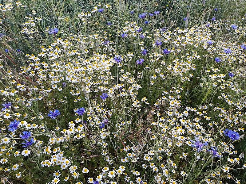 File:Chamomile, Ehrenbach.jpg