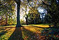 Trees in autumn