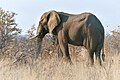 African Elephant (Loxodonta africana)