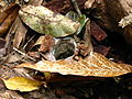 Funnel web spider burrow