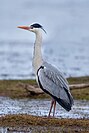 Grey heron