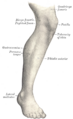 Lateral aspect of right leg. (Tuberosity of tibia labeled at center right.)