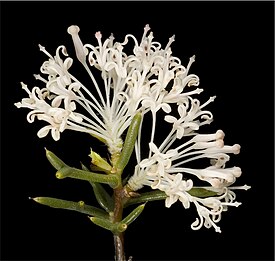 Цветущая Hakea lissocarpha.