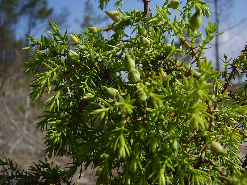 File:Juniperus navicularis (detail).JPG