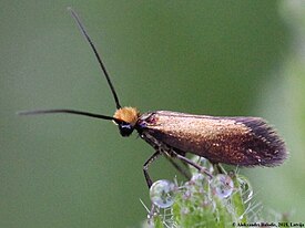 Мелкокрыл калужницевый (Micropteryx calthella)