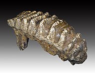 Molar of Stegodon trigonocephalus