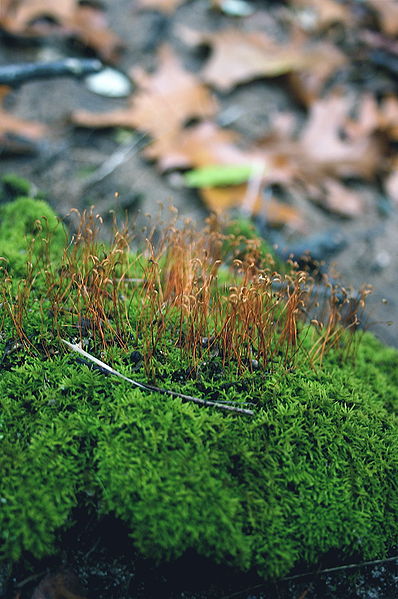 File:Moss1.JPG