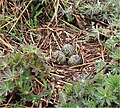 A nest containing eggs