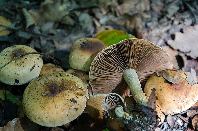 Файл:Pholiota highlandensis 462051.jpg