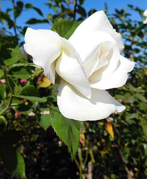 File:Rosa Sugar Moon.jpg